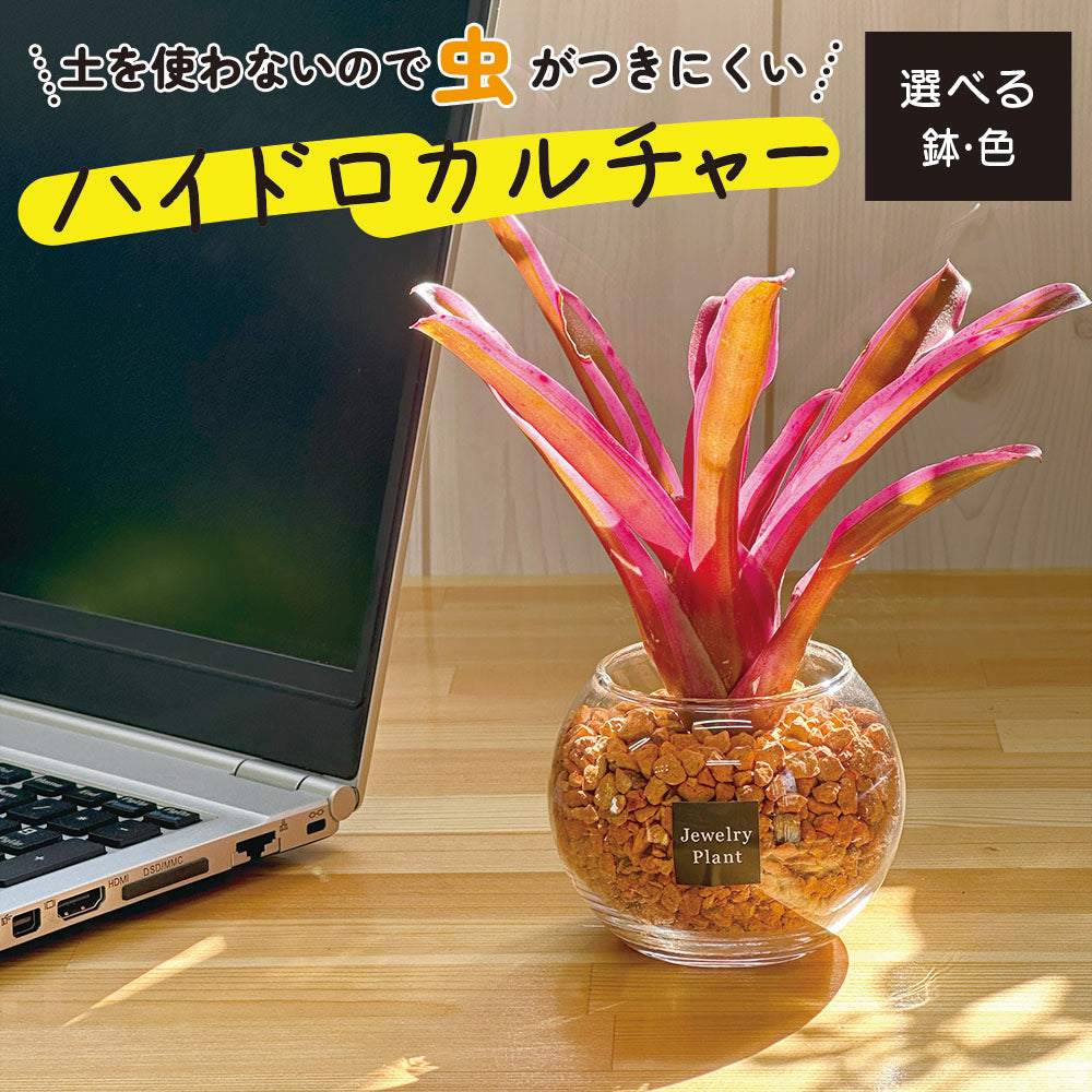 ハイドロカルチャー ネオレゲリア オレンジゼオライト