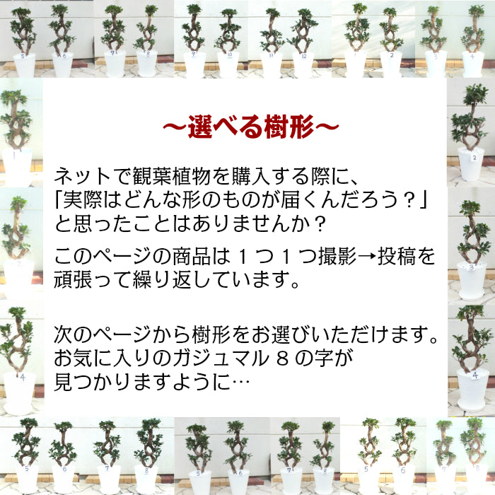 【10月頃出荷開始】 ガジュマル8の字 8号 白セラアート鉢 大型 【ピンク札】
