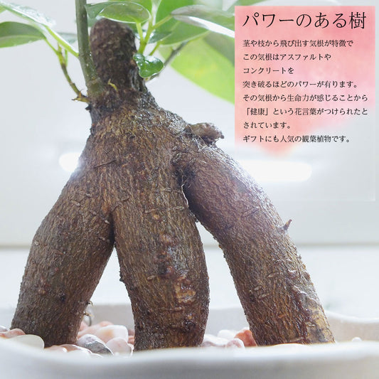 ガジュマルミニ 3号 選べる鉢 白セラアート鉢 3号 ピンク石付 受皿付 送料別