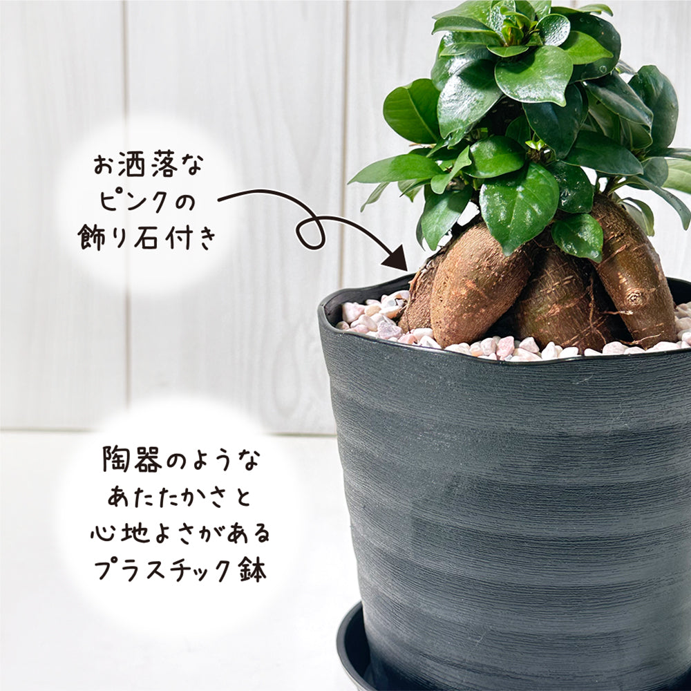 ガジュマル 5号 選べる 白黒セラアート鉢 ピンク石付 受皿付