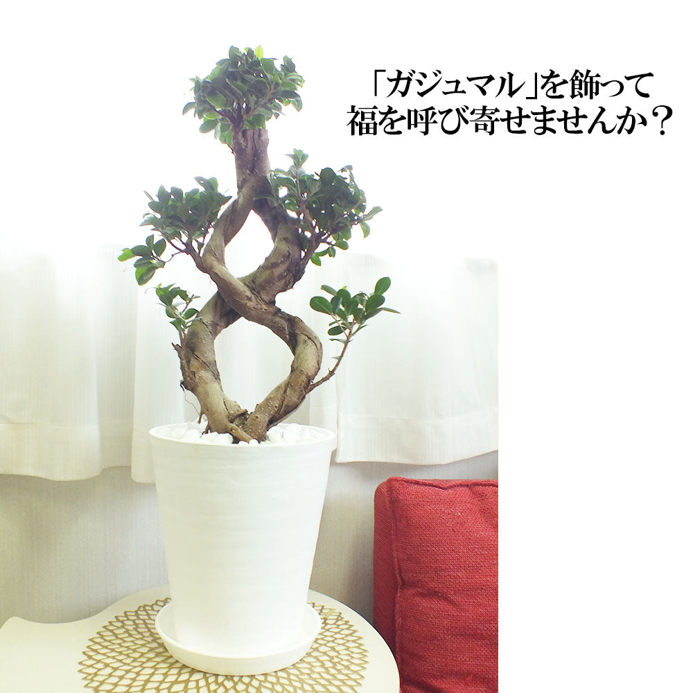 【10月頃出荷開始】 ガジュマル8の字 8号 白セラアート鉢 大型 【ピンク札】