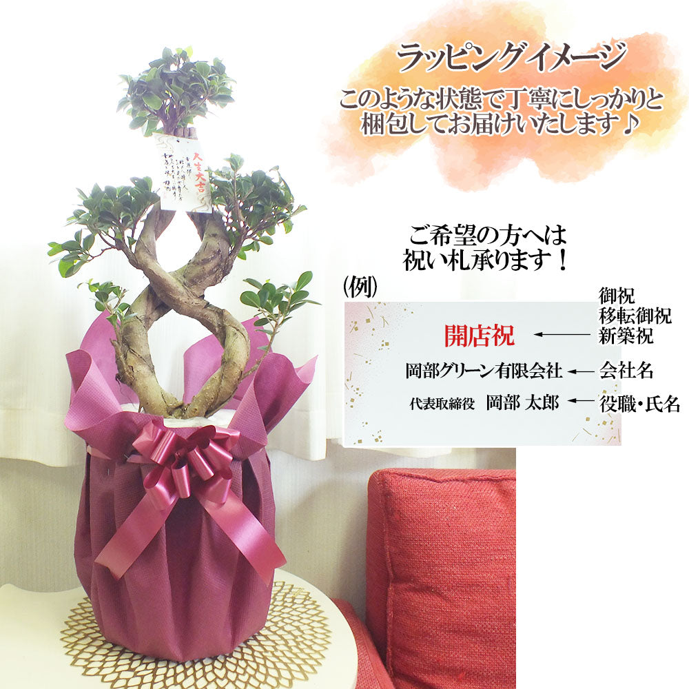 【10月頃出荷開始】 ガジュマル8の字 8号 白セラアート鉢 大型 【ピンク札】