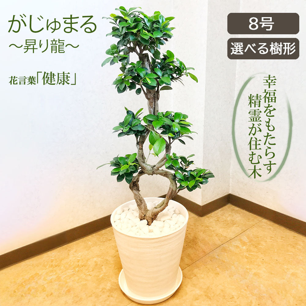 ガジュマル8の字 8号 白セラアート鉢 大型 【ピンク札】