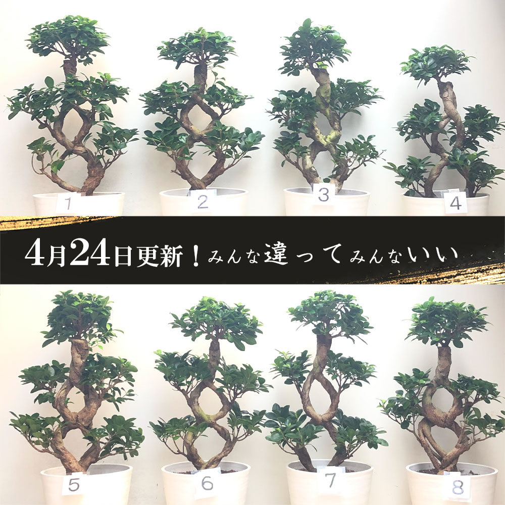 ガジュマル8の字 8号 白セラアート鉢 大型 【白】