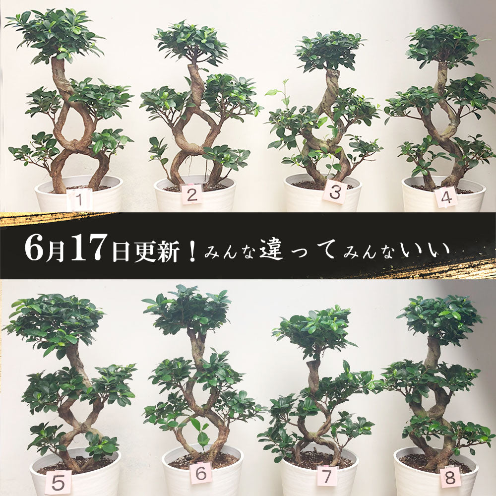 【10月頃出荷開始】 ガジュマル8の字 8号 白セラアート鉢 大型 【ピンク札】