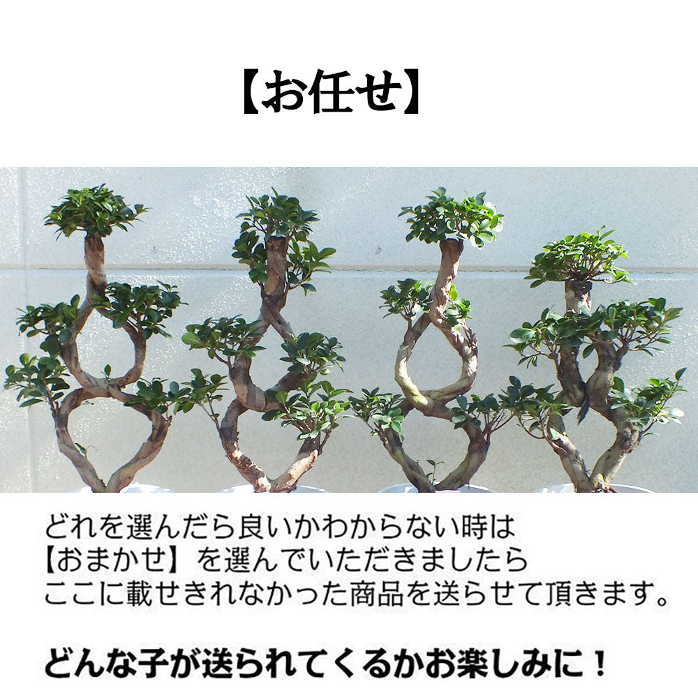 【10月頃出荷開始】 ガジュマル8の字 8号 白セラアート鉢 大型 【ピンク札】