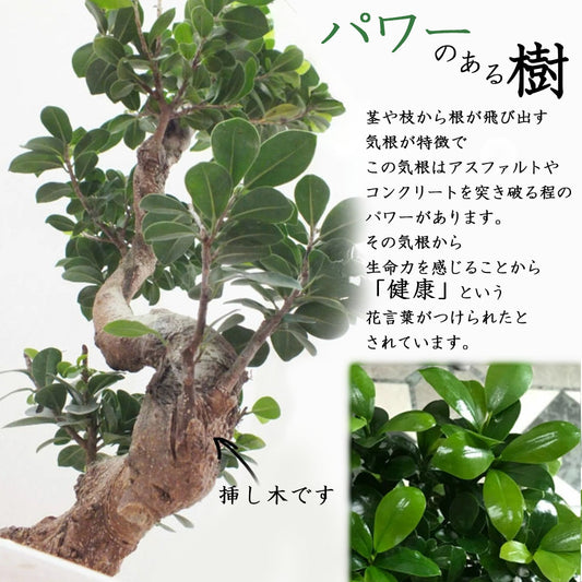 ガジュマル 昇り竜 8号 白セラアート鉢 受け皿付き 鉢植え 【ピンク札】