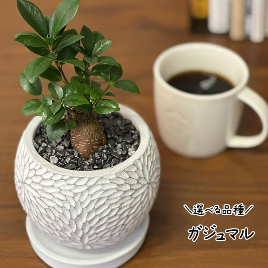 【選べる植物】 ガジュマル 銀竜 金のなる木 テーブルヤシ ペペロミオイデス ホンコンカポック 4号 丸筒陶器鉢 黒デコジャリ付 送料別
