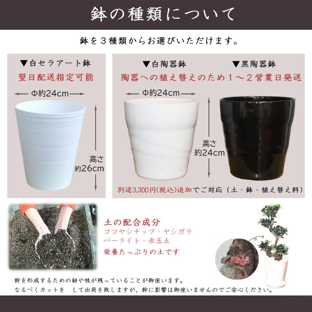 【10月頃出荷開始】 ガジュマル8の字 8号 白セラアート鉢 大型 【ピンク札】