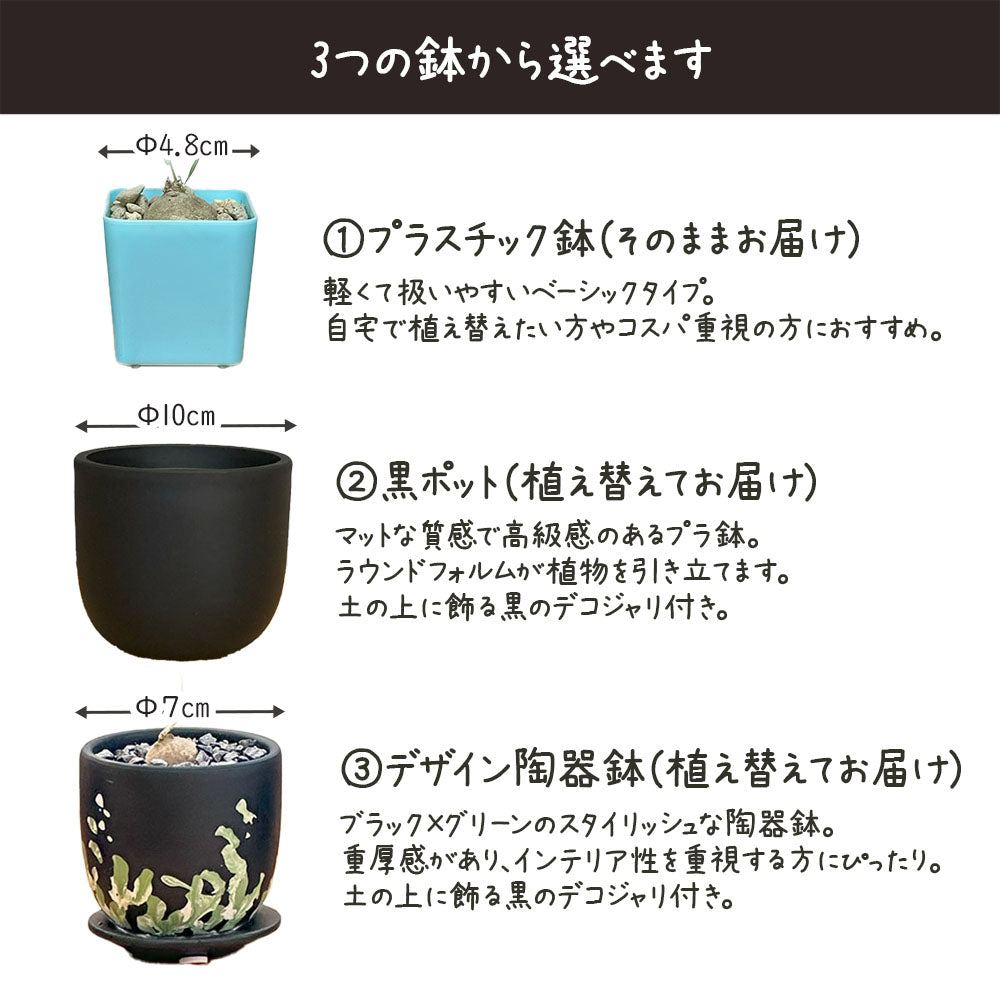 【希少品種】 ブラキステルマ スペック タイランド ミニ 【現品】 選べる樹形 選べる鉢