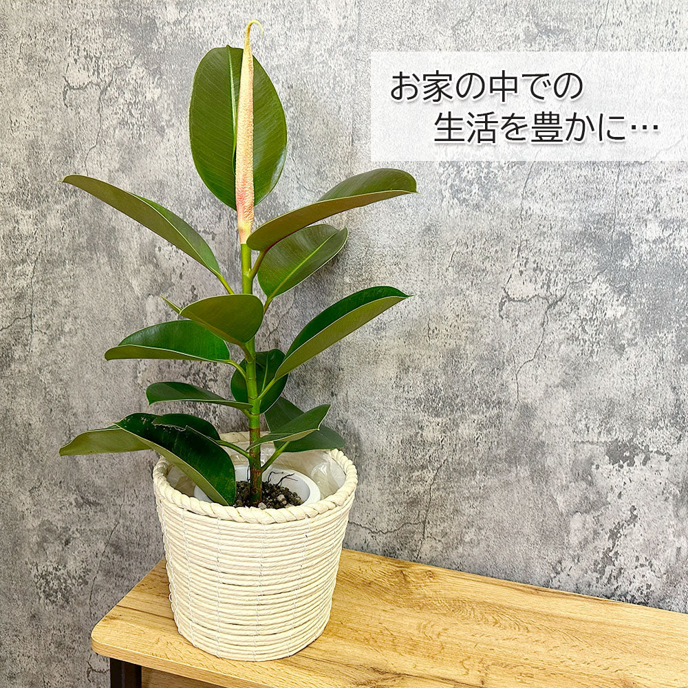 ゴムの木 インドゴム フィカス ソフィア 5号 クリームかご 鉢カバー 受皿なし