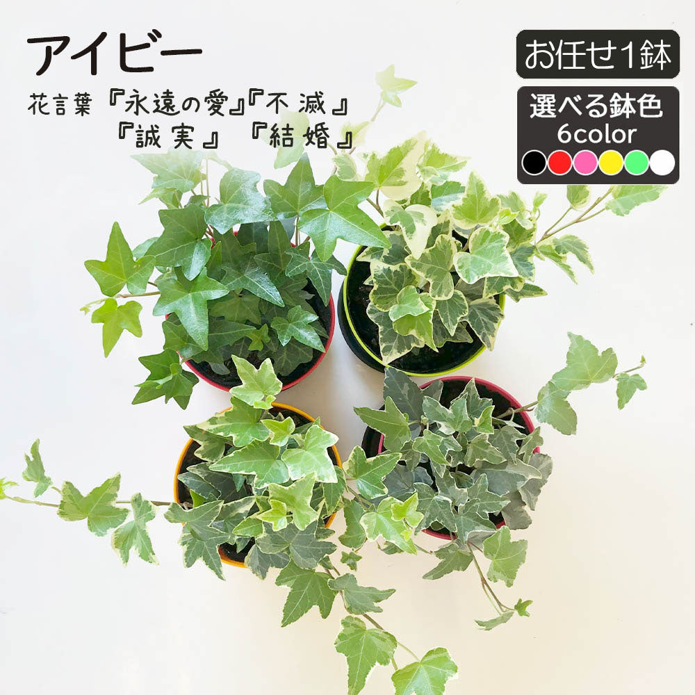 アイビー 3.5号 カラープラスチック鉢 黒皿付 ラッピング無料 お任せ1鉢 ホワイトワンダー ジェティー アダム バレーボブ イエローリップル