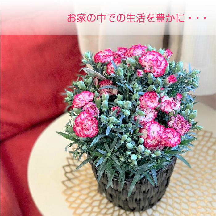 カーネーション 5号 樹脂かご鉢カバー お任せ花色 母の日