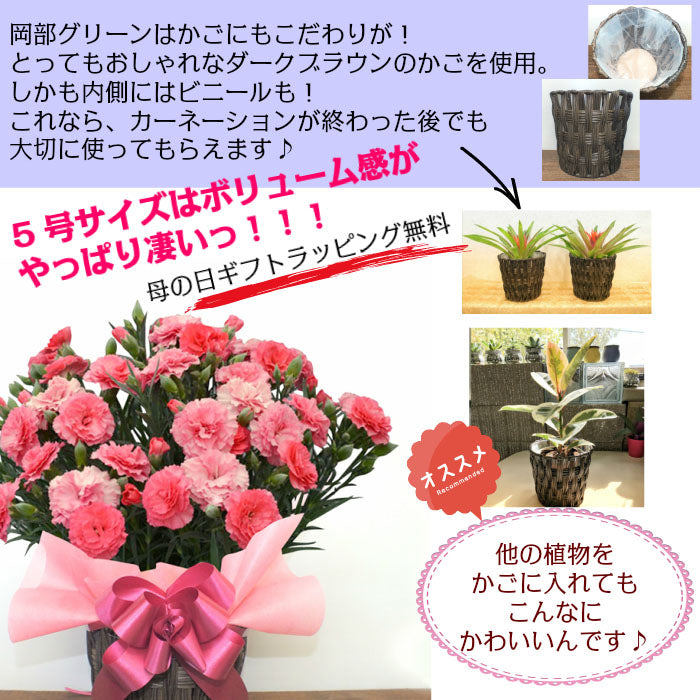 カーネーション 5号 樹脂かご鉢カバー お任せ花色 母の日