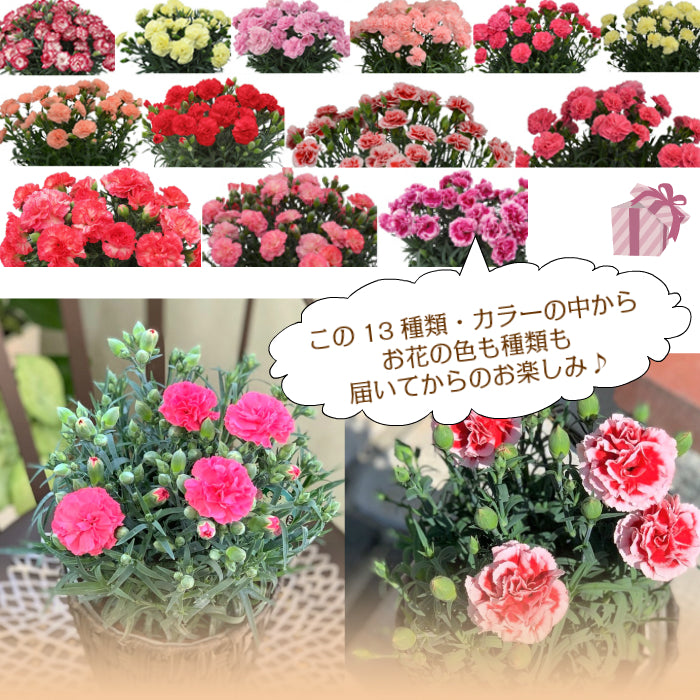 カーネーション 5号 樹脂かご鉢カバー お任せ花色 母の日