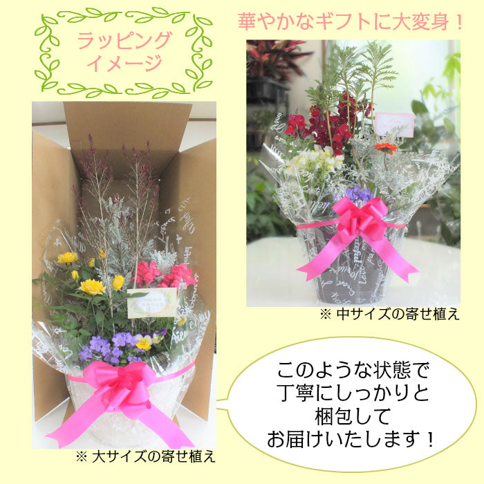 お正月花 飾り 寄せ植え 玄関 選べるサイズ 8号 10号 白黒セラアート鉢 受皿付 花の寄せ植え