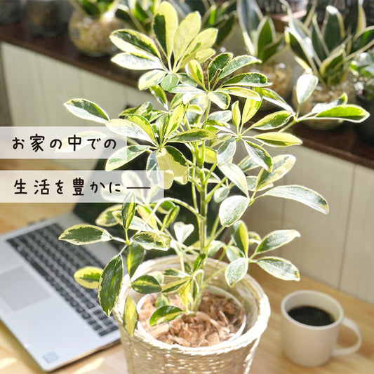 シェフレラ ホンコンカポック 斑入り 5号 ラッピング無料 選べる鉢カバー クリーム 白竹 かご PPライナー付