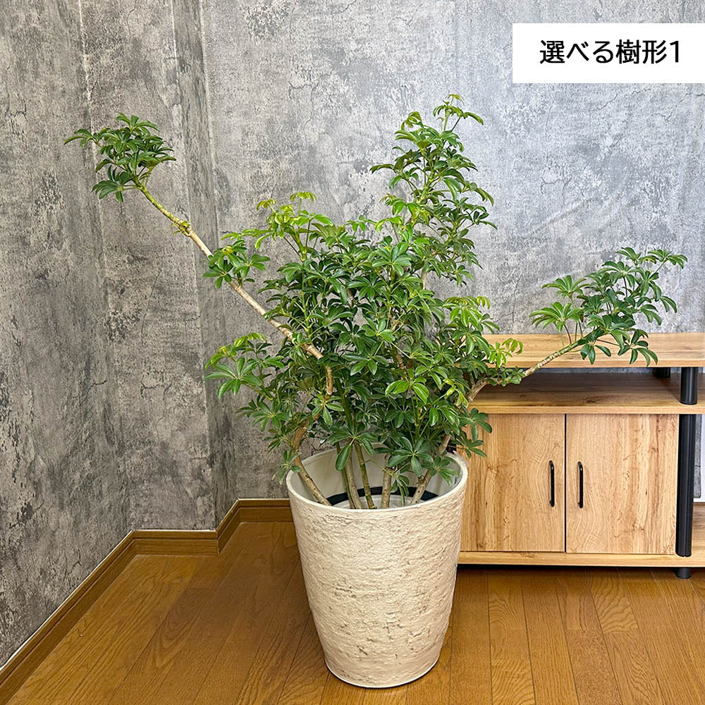 観葉植物 シェフレラ ホンコンカポック 8号 選べる樹形 グリーン 白いアンティーク調の鉢カバー