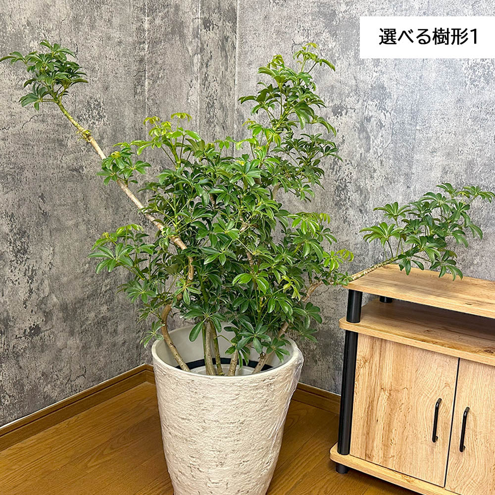 観葉植物 シェフレラ ホンコンカポック 8号 選べる樹形 グリーン 白いアンティーク調の鉢カバー