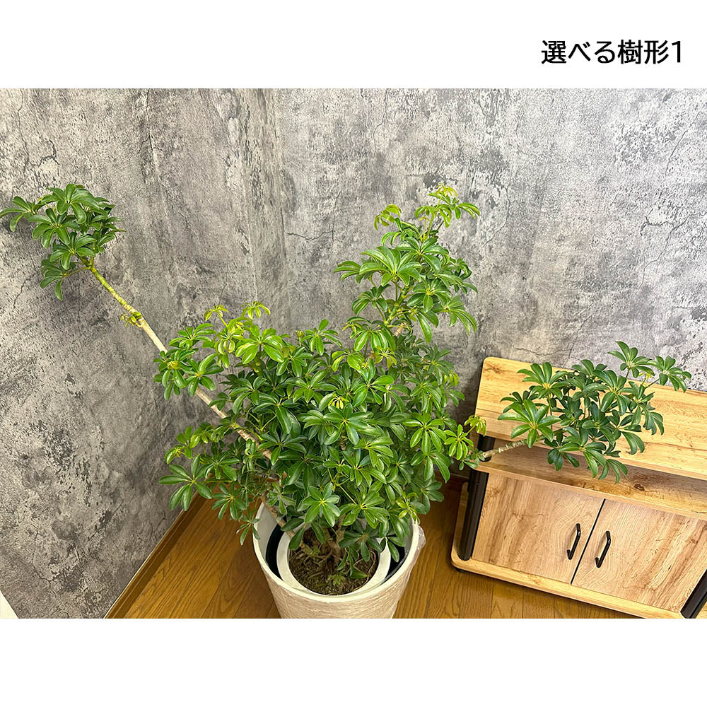 観葉植物 シェフレラ ホンコンカポック 8号 選べる樹形 グリーン 白いアンティーク調の鉢カバー