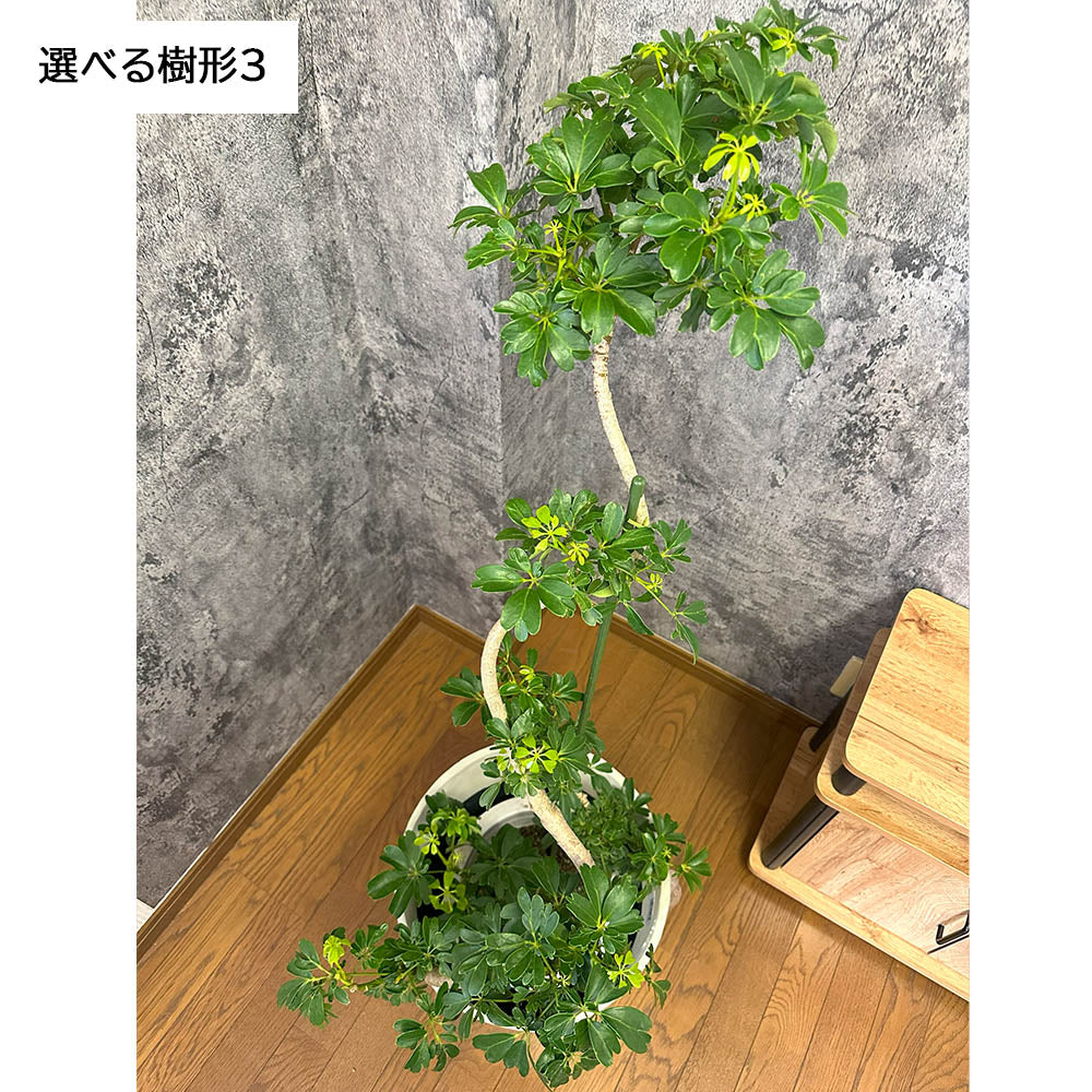 観葉植物 シェフレラ ホンコンカポック 8号 選べる樹形 グリーン 白いアンティーク調の鉢カバー