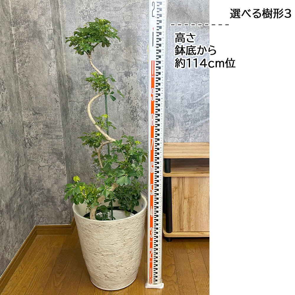 観葉植物 シェフレラ ホンコンカポック 8号 選べる樹形 グリーン 白いアンティーク調の鉢カバー