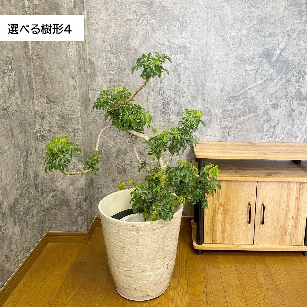 観葉植物 シェフレラ ホンコンカポック 8号 選べる樹形 グリーン 白いアンティーク調の鉢カバー