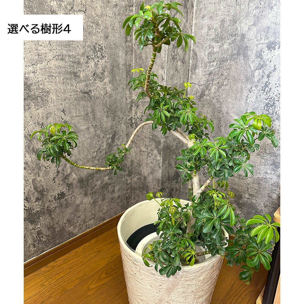 観葉植物 シェフレラ ホンコンカポック 8号 選べる樹形 グリーン 白いアンティーク調の鉢カバー
