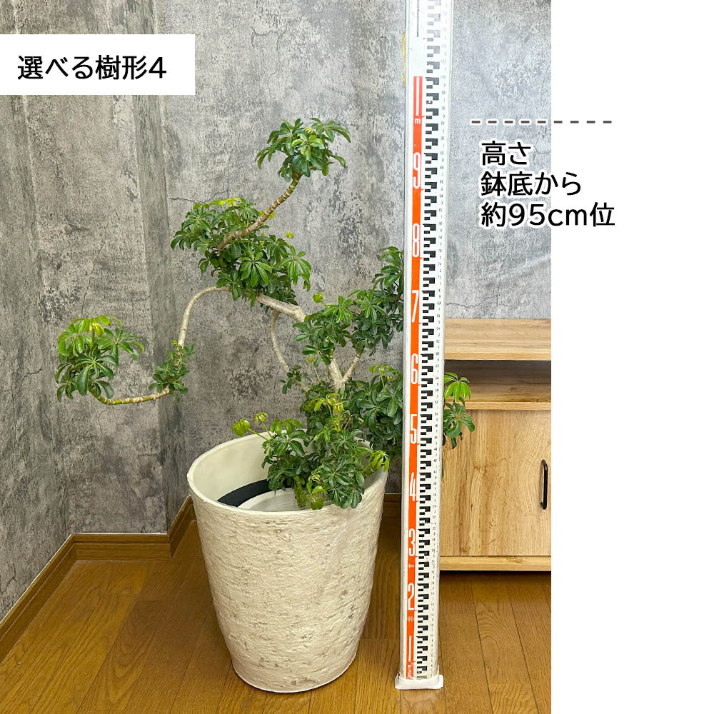 観葉植物 シェフレラ ホンコンカポック 8号 選べる樹形 グリーン 白いアンティーク調の鉢カバー
