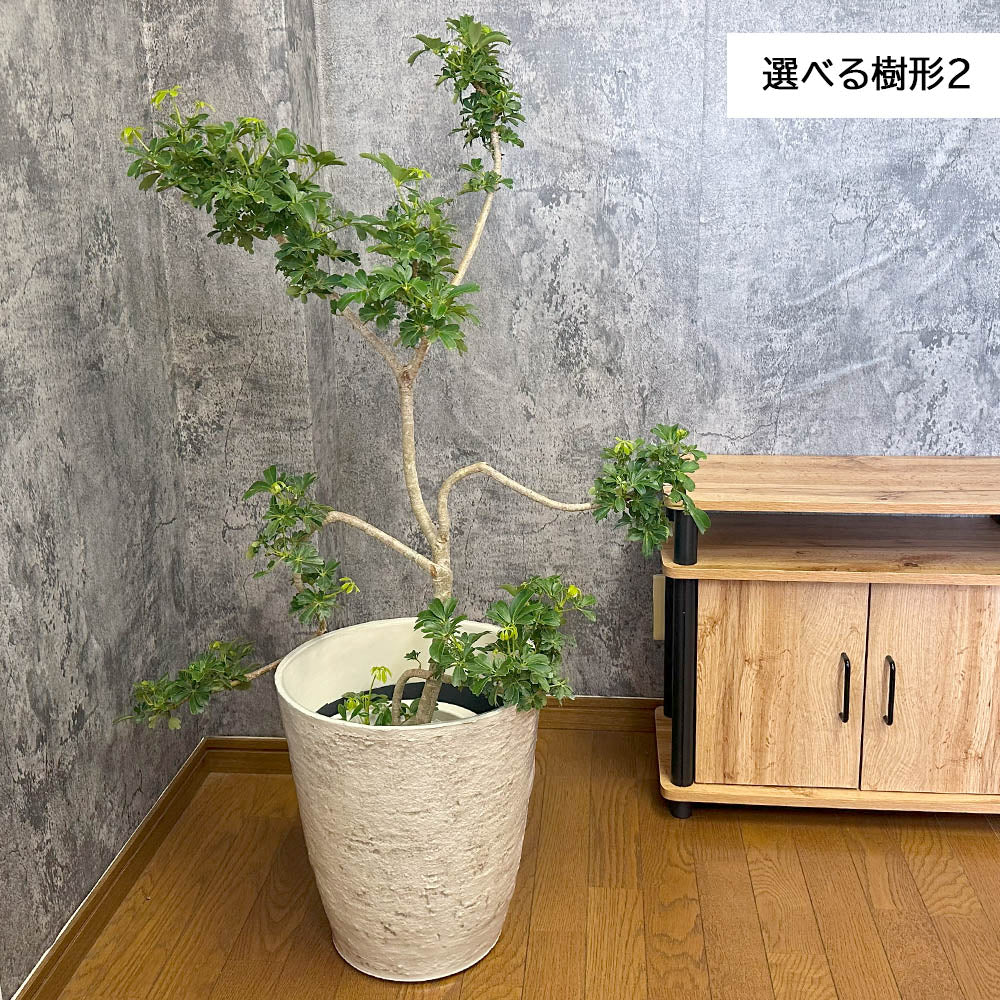 観葉植物 シェフレラ ホンコンカポック 8号 選べる樹形 グリーン 白いアンティーク調の鉢カバー