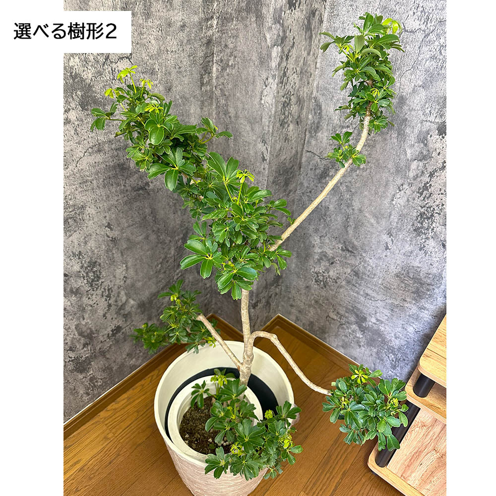 観葉植物 シェフレラ ホンコンカポック 8号 選べる樹形 グリーン 白いアンティーク調の鉢カバー