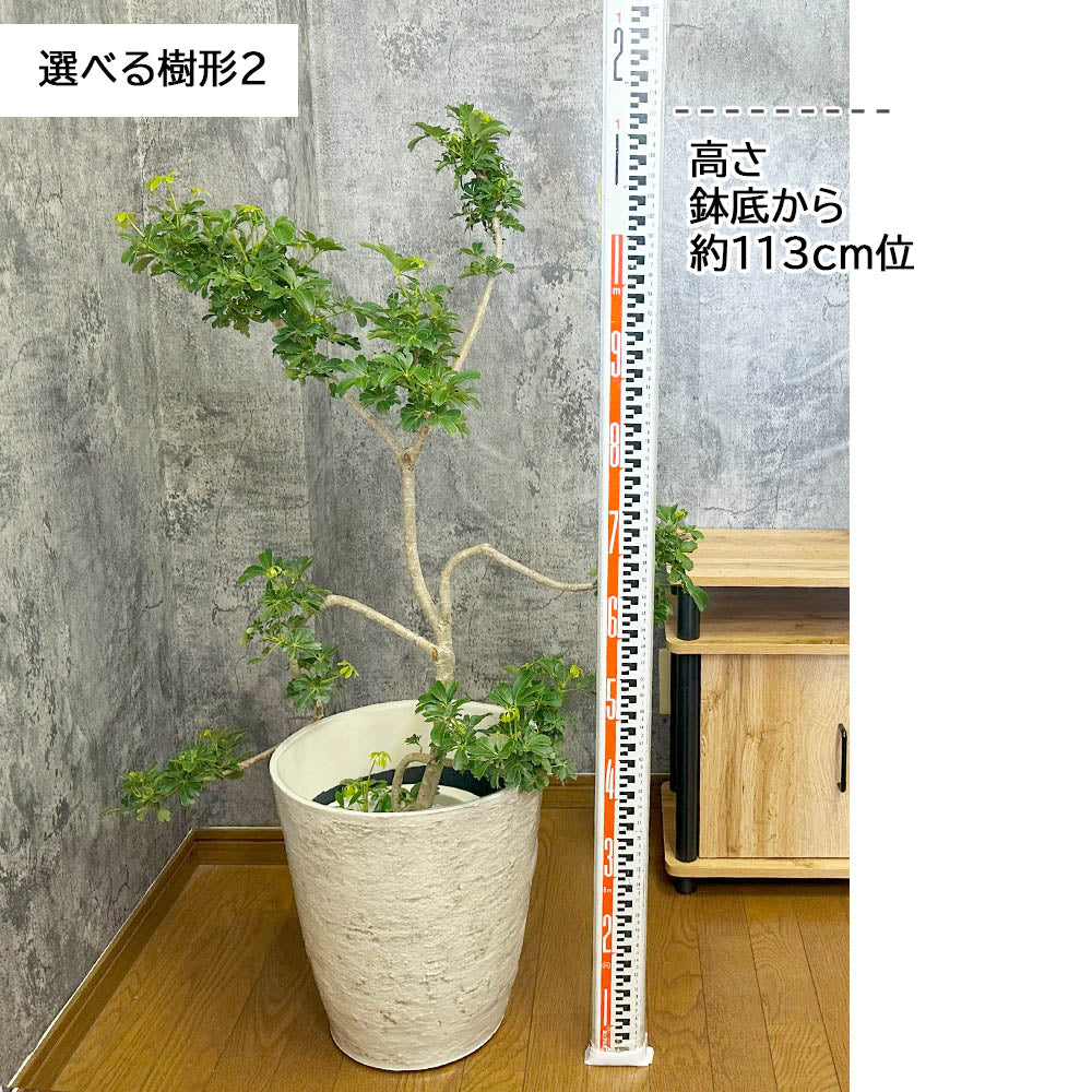 観葉植物 シェフレラ ホンコンカポック 8号 選べる樹形 グリーン 白いアンティーク調の鉢カバー