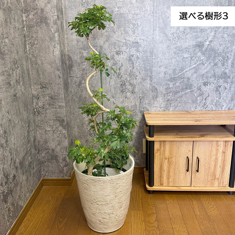 観葉植物 シェフレラ ホンコンカポック 8号 選べる樹形 グリーン 白いアンティーク調の鉢カバー