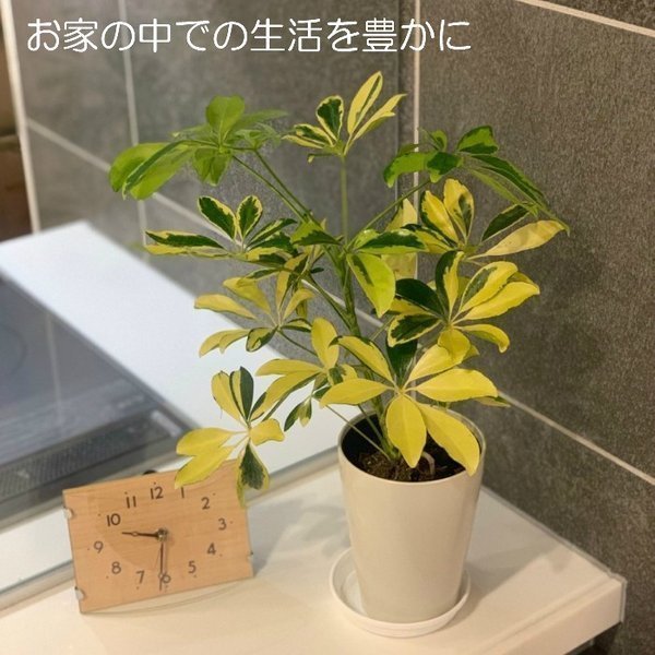 シェフレラ ホンコンカポック 4号 選べる葉色 グリーン イエロー 白プラスチック鉢 受皿付