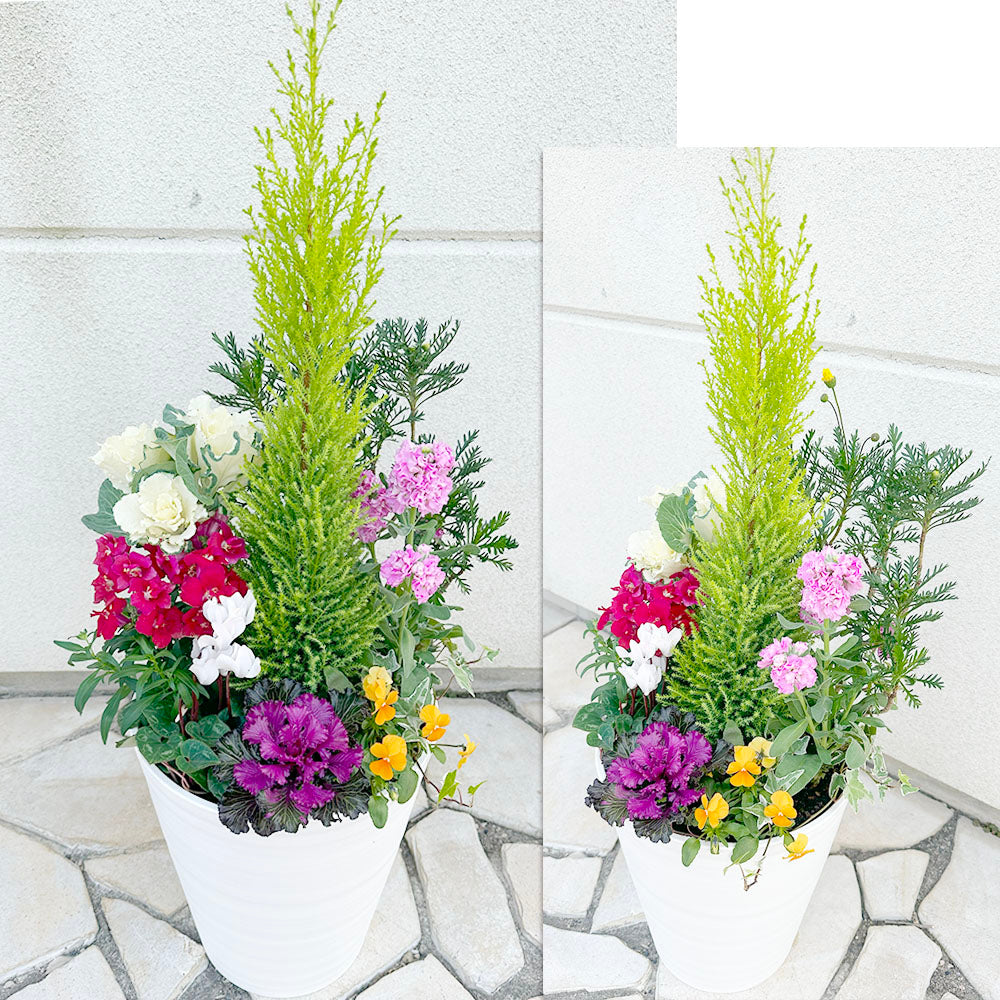 お正月花 飾り 寄せ植え 玄関 選べるサイズ 8号 10号 白黒セラアート鉢 受皿付 花の寄せ植え