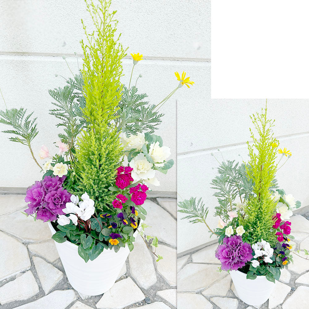 お正月花 飾り 寄せ植え 玄関 選べるサイズ 8号 10号 白黒セラアート鉢 受皿付 花の寄せ植え