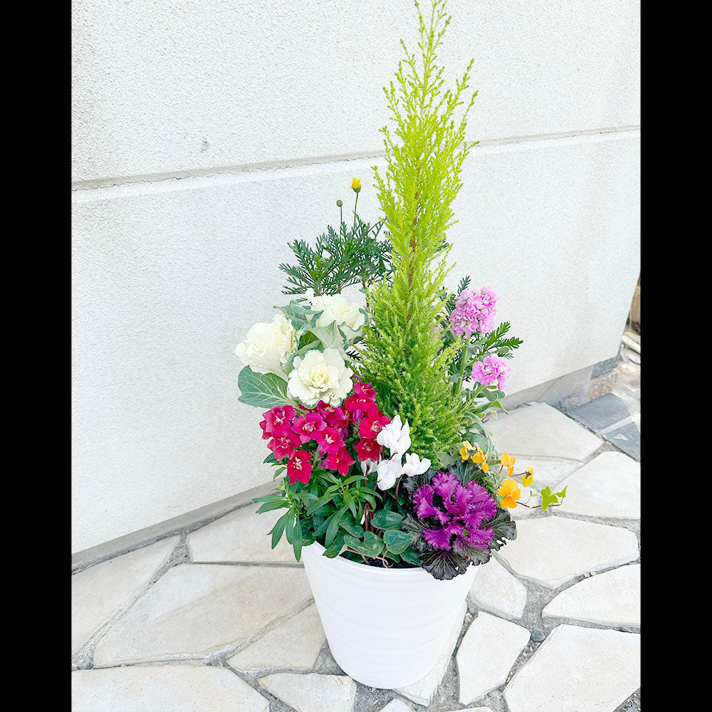 お正月花 飾り 寄せ植え 玄関 選べるサイズ 8号 10号 白黒セラアート鉢 受皿付 花の寄せ植え