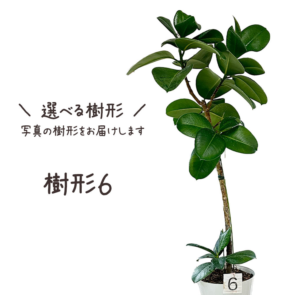 インドゴム ゴムの木 ソフィア フィカス 7号 【選べる樹形】 丸型プランター ブラック ベージュ
