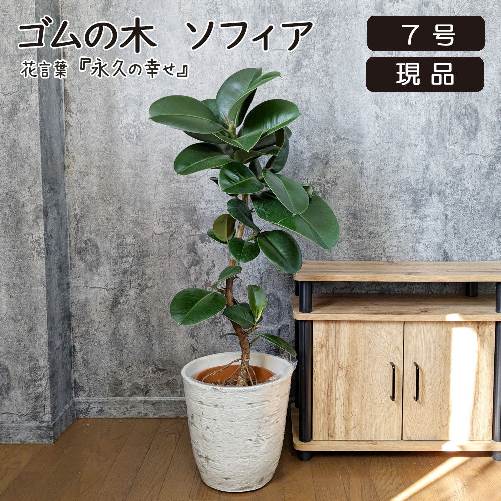 ゴムの木 フィカス ソフィア 幹曲がり 8号 現品 アンティーク調鉢カバー