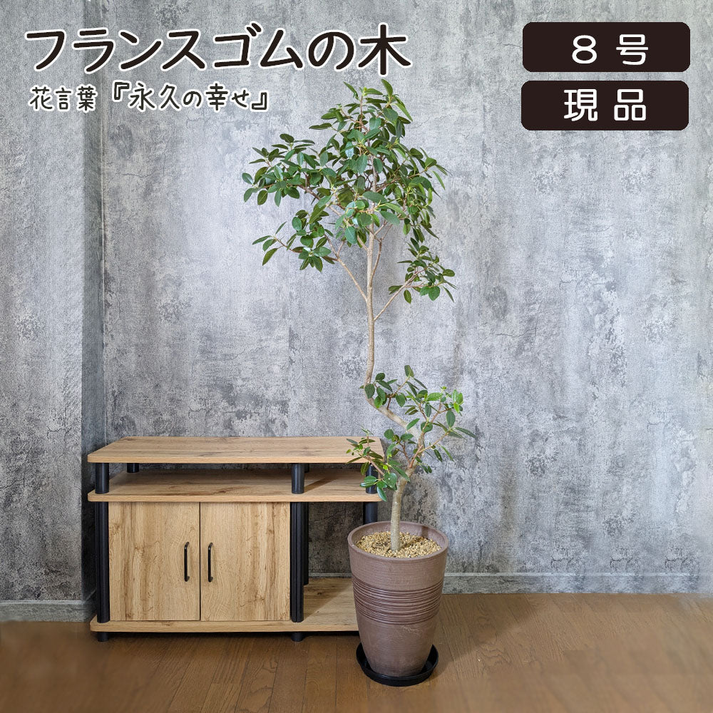 ゴムの木 フランスゴム フィカス 【現品】 8号 茶プラスチック鉢 黒7