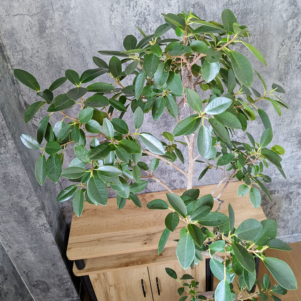 ゴムの木 フランスゴム フィカス 【現品】 8号 茶プラスチック鉢 黒7