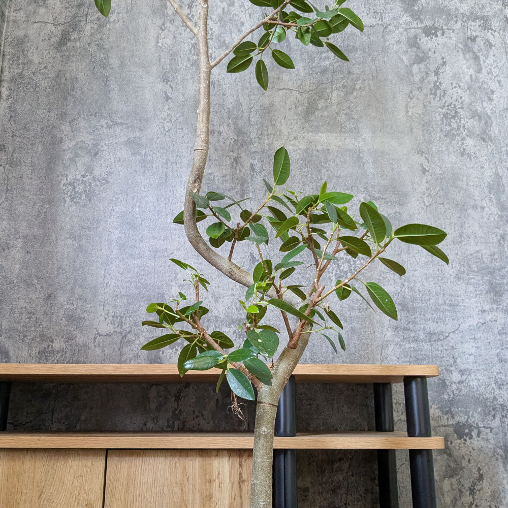 ゴムの木 フランスゴム フィカス 【現品】 8号 茶プラスチック鉢 黒7