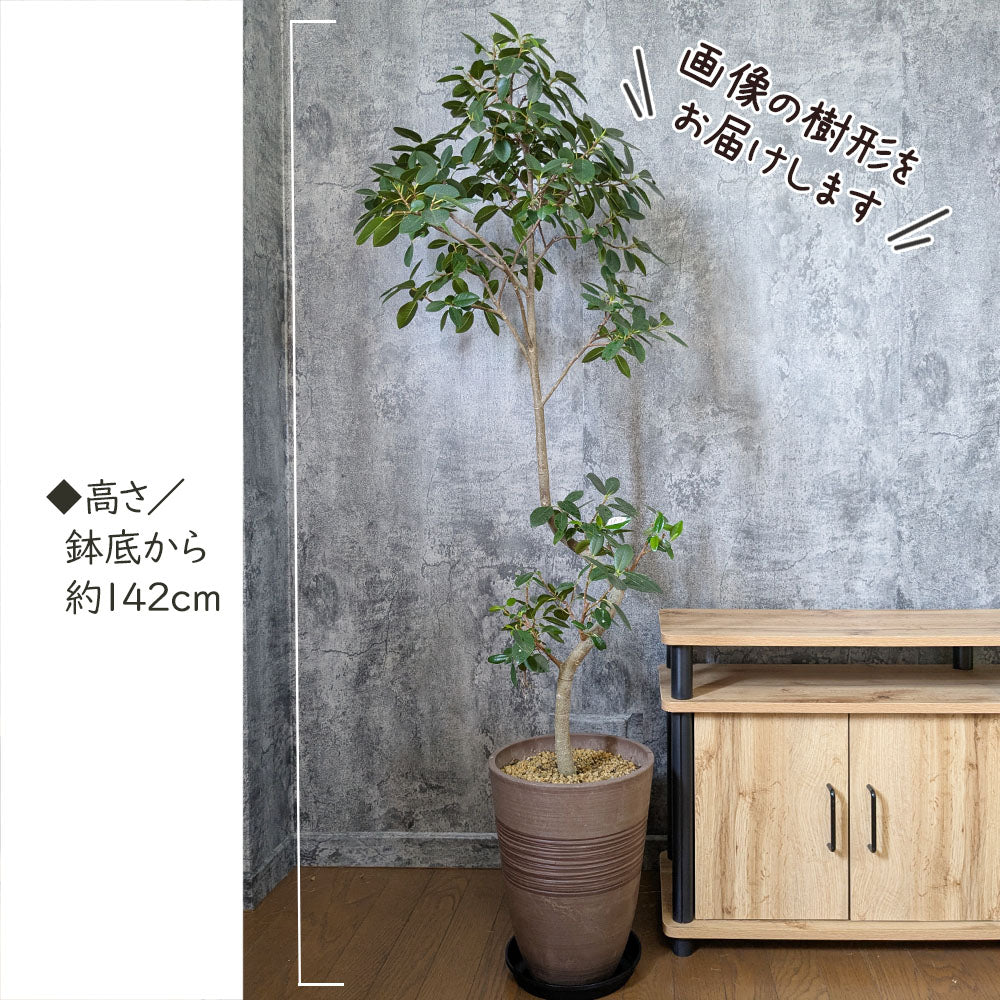 ゴムの木 フランスゴム フィカス 【現品】 8号 茶プラスチック鉢 黒7