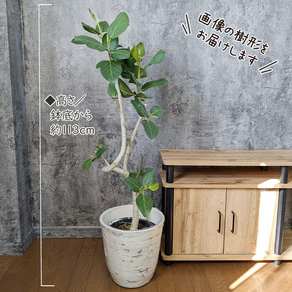ゴムの木 ベンガレンシス 7号 【現品】 アンティーク調鉢カバー ベンガルゴム