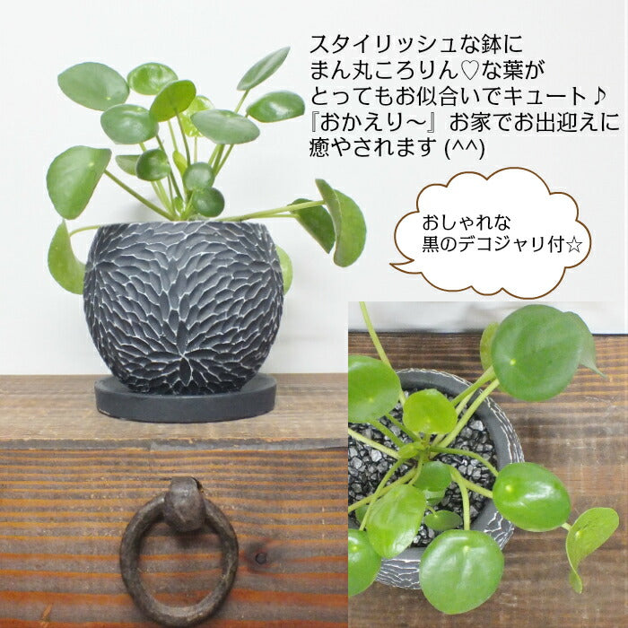 ピレア ペペロミオイデス 黒か白の選べる丸陶器 黒デコジャリ付 ソーサー付き
