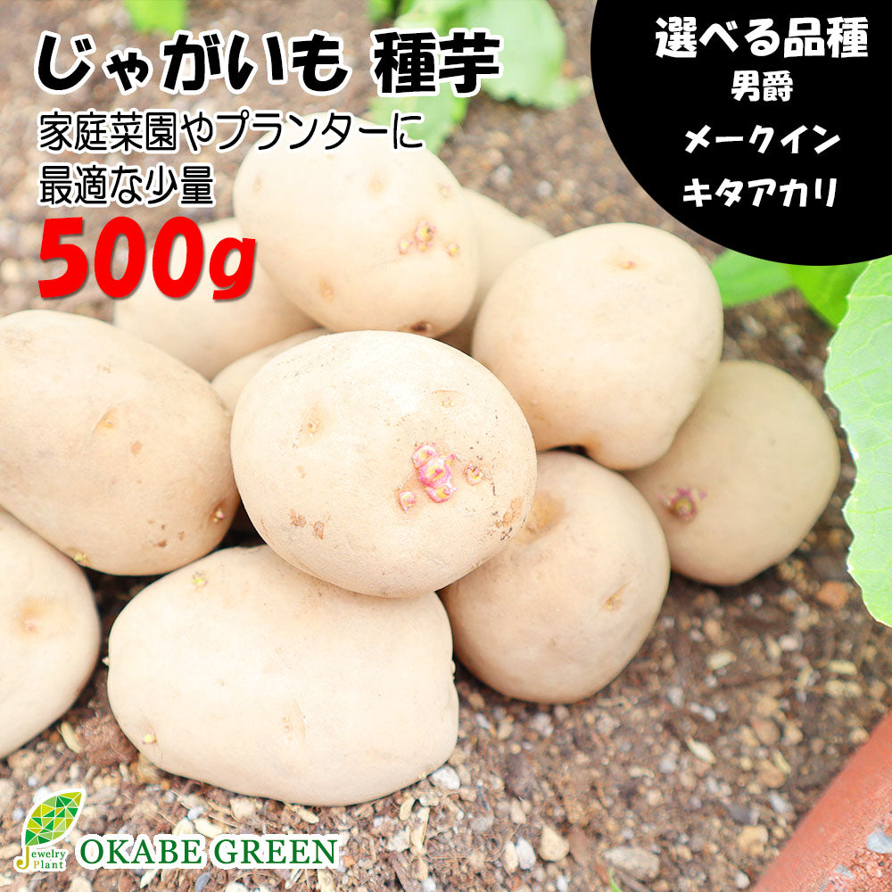 種芋 じゃがいも 500g 春植え 選べる品種 男爵 メークイン キタアカリ M S サイズ 混合 送料別