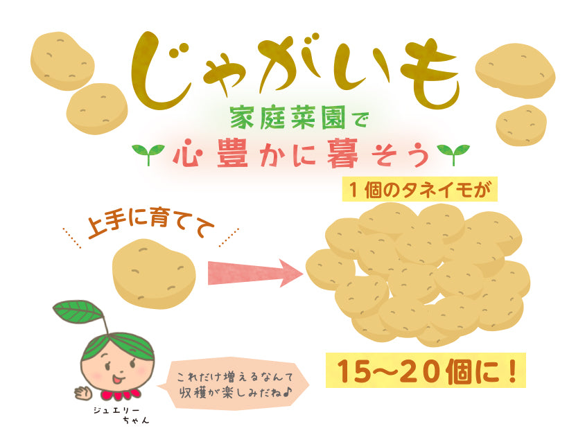 種芋 じゃがいも 3kg 春植え 選べる品種 男爵 メークイン キタアカリ M S サイズ