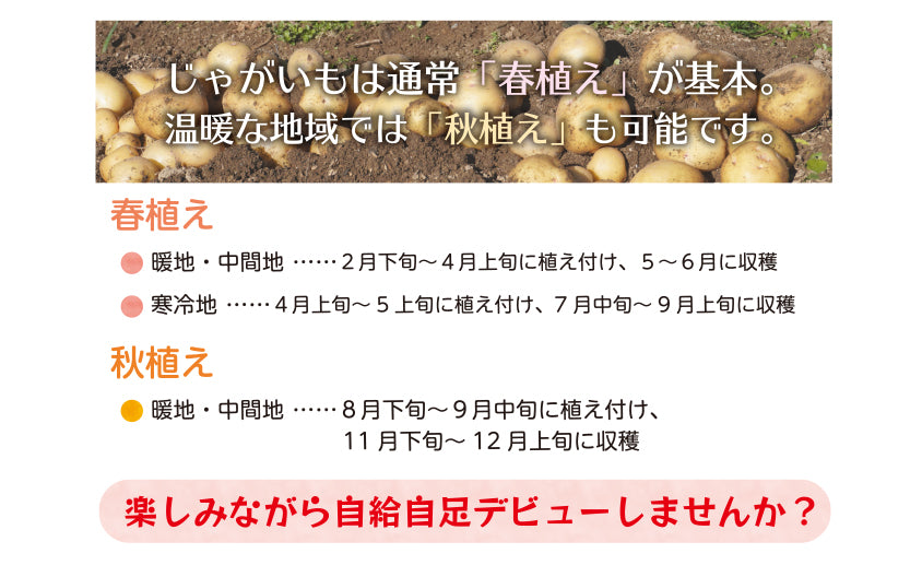 種芋 じゃがいも 5kg 秋植え 選べる品種 男爵 メークイン キタアカリM S サイズ 混合