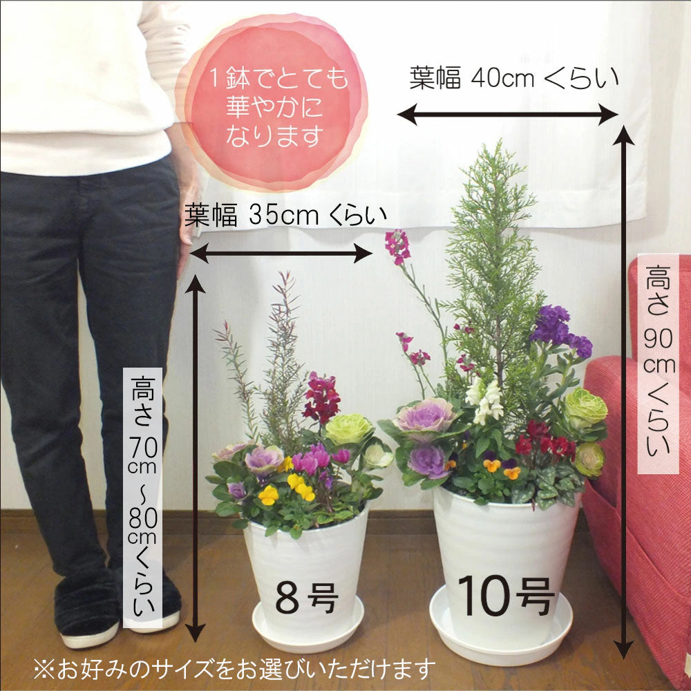 お正月花 飾り 寄せ植え 玄関 選べるサイズ 8号 10号 白黒セラアート鉢 受皿付 花の寄せ植え