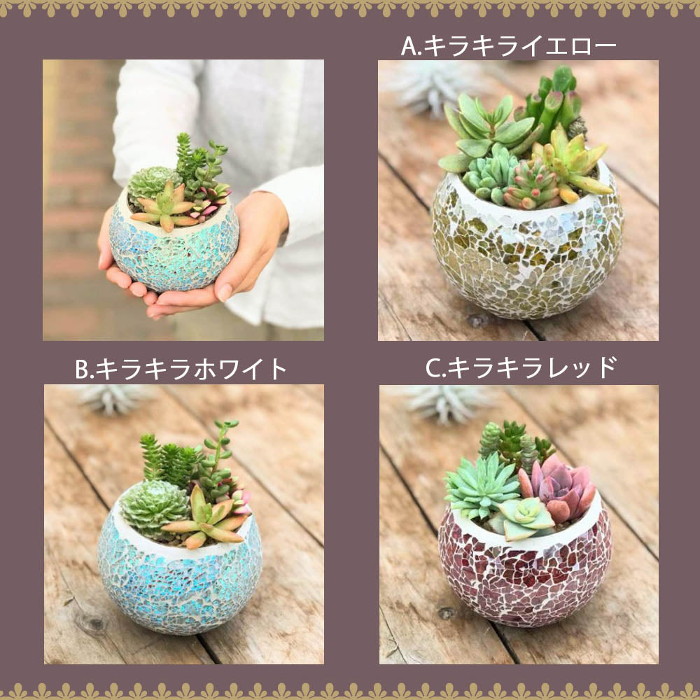 多肉植物 寄せ植え プランツデザイナーNAOKO キラキラガラス器